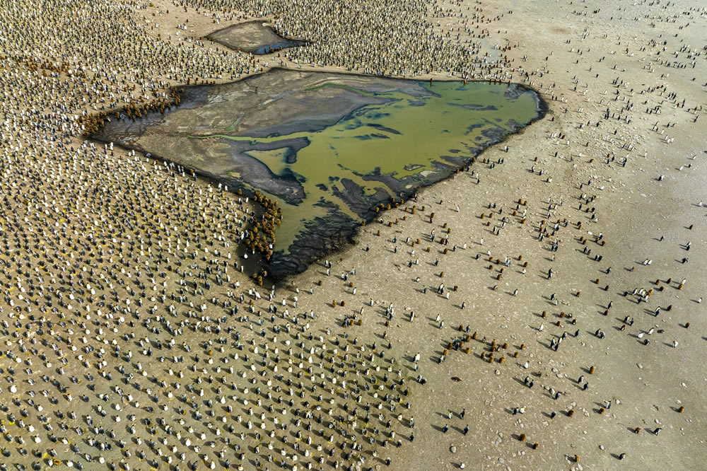 Wildlife Drone Photo Awards