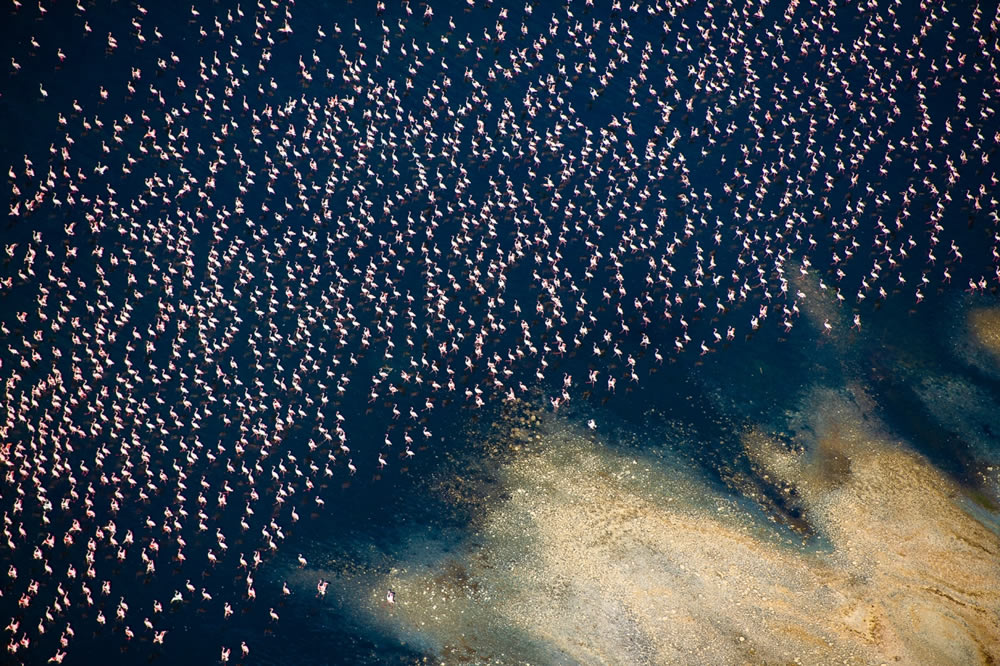 Wildlife Drone Photo Awards