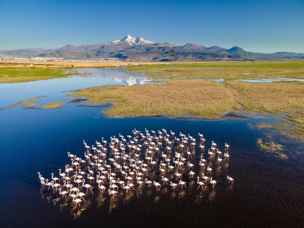 Wildlife Drone Photo Awards