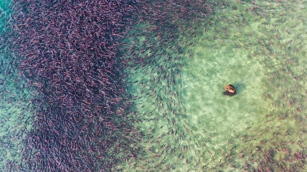 Wildlife Drone Photo Awards