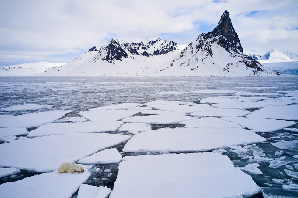 Wildlife Drone Photo Awards