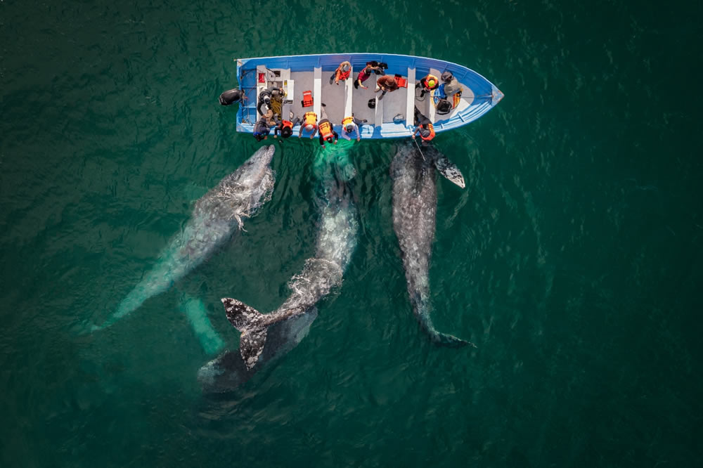 Wildlife Drone Photo Awards