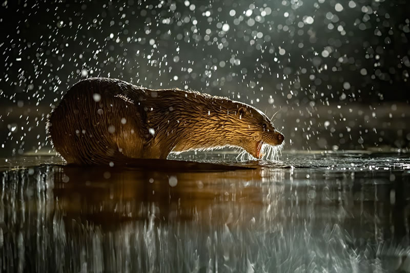 Wildlife reFocus World Photo Annual Awards