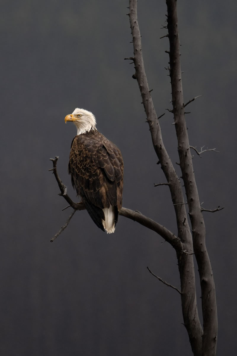 Wildlife reFocus World Photo Annual Awards