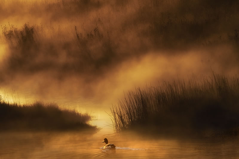 Wildlife reFocus World Photo Annual Awards