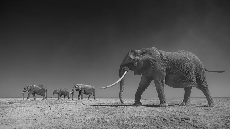 Wildlife reFocus World Photo Annual Awards