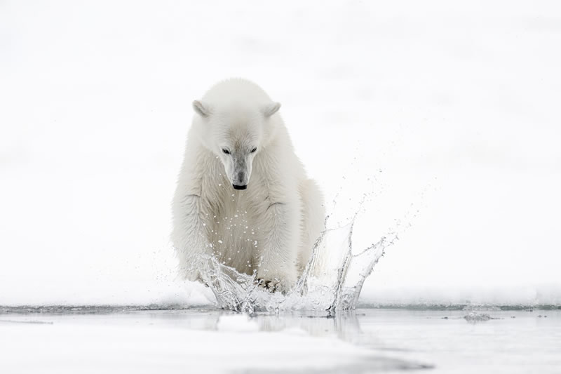 Wildlife reFocus World Photo Annual Awards