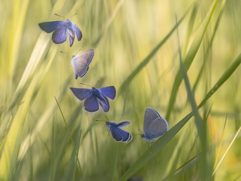 Wildlife reFocus World Photo Annual Awards