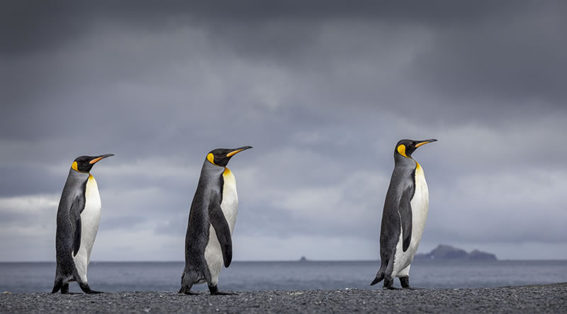 Wildlife reFocus World Photo Annual Awards