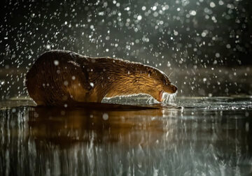 Wildlife reFocus World Photo Annual Awards