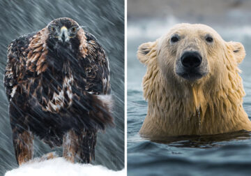 Arctic Wildlife Photography By Konsta Punkka