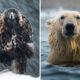 Arctic Wildlife Photography By Konsta Punkka