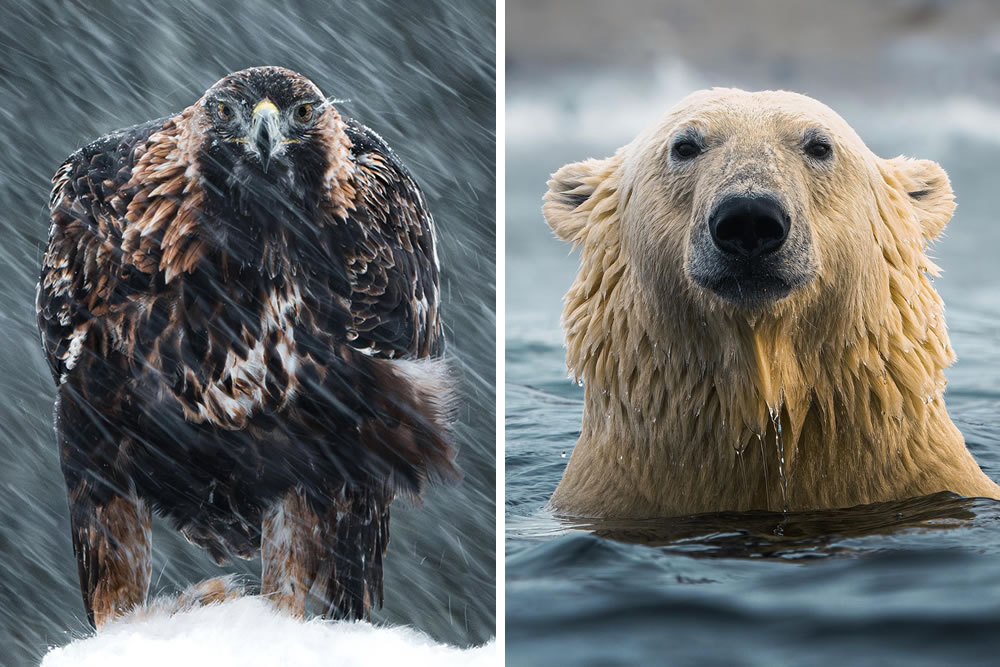 Arctic Wildlife Photography By Konsta Punkka