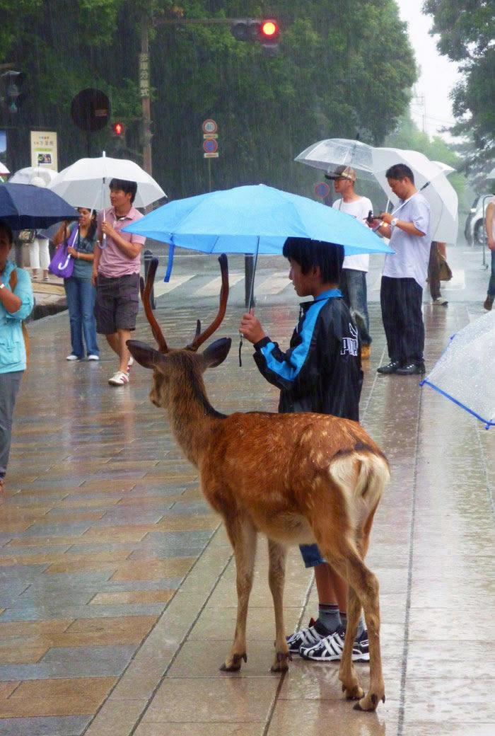 Interesting Photos Of Japan