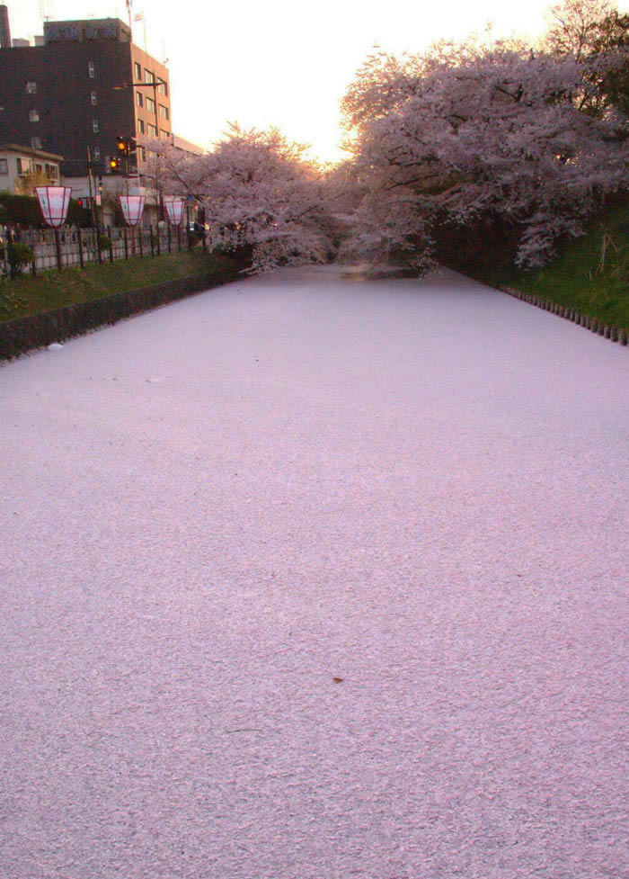 Interesting Photos Of Japan