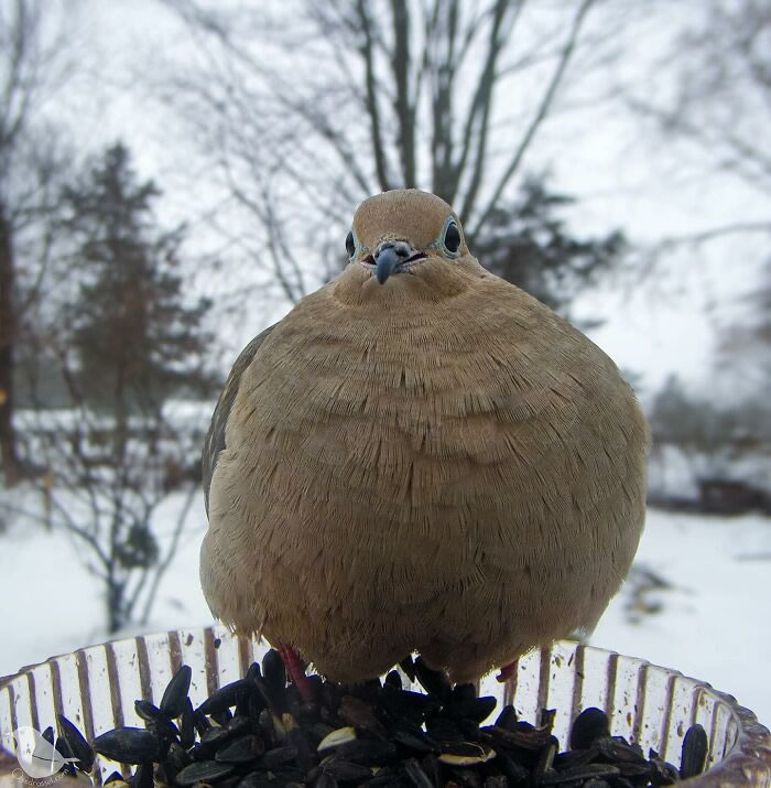 Bird Photography In Backyard By Ostdrossel