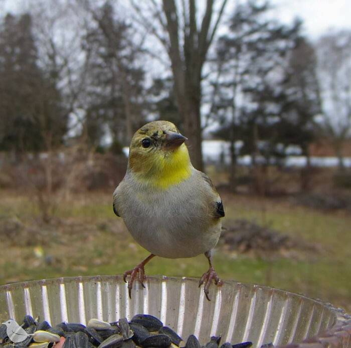 Bird Photography In Backyard By Ostdrossel