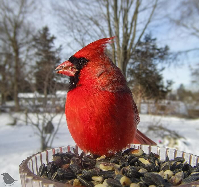 Bird Photography In Backyard By Ostdrossel