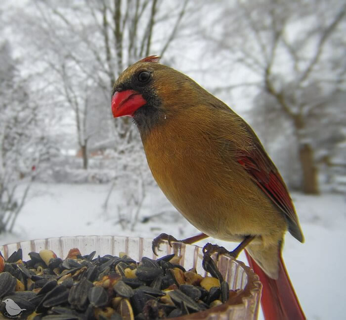 Bird Photography In Backyard By Ostdrossel