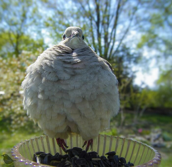 Bird Photography In Backyard By Ostdrossel