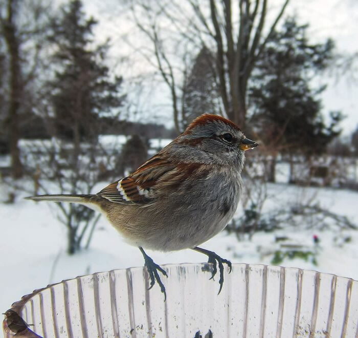 Bird Photography In Backyard By Ostdrossel