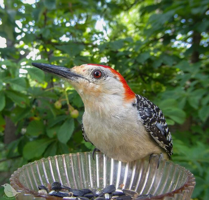 Bird Photography In Backyard By Ostdrossel