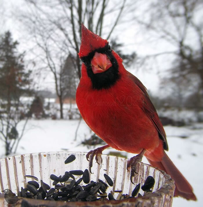 Bird Photography In Backyard By Ostdrossel