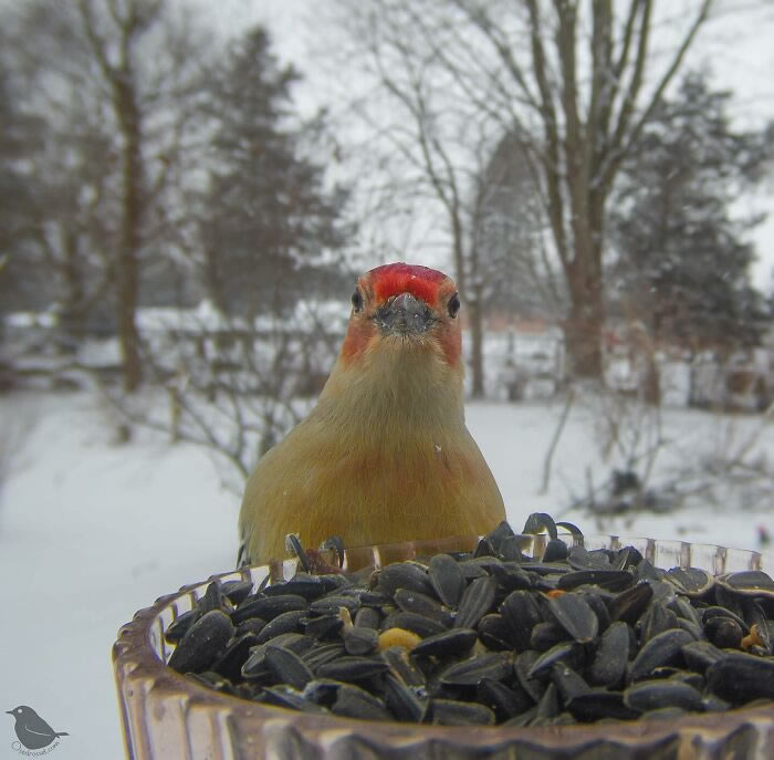 Bird Photography In Backyard By Ostdrossel