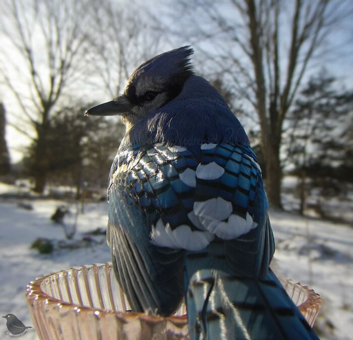 Bird Photography In Backyard By Ostdrossel