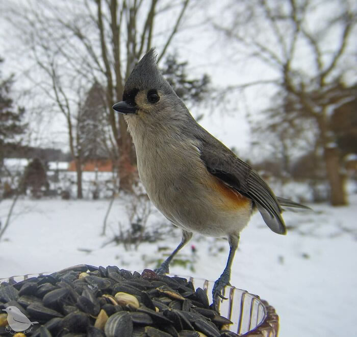 Bird Photography In Backyard By Ostdrossel