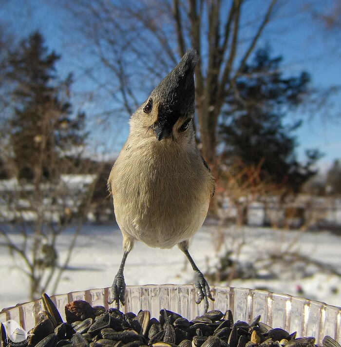 Bird Photography In Backyard By Ostdrossel