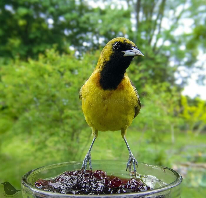 Bird Photography In Backyard By Ostdrossel