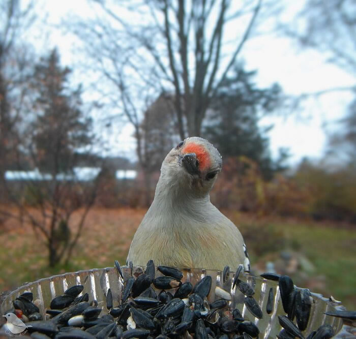 Bird Photography In Backyard By Ostdrossel