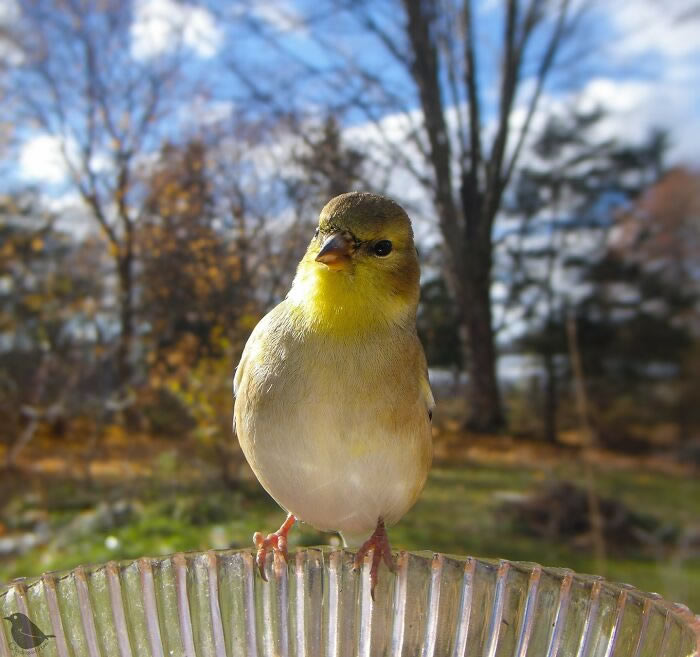 Bird Photography In Backyard By Ostdrossel