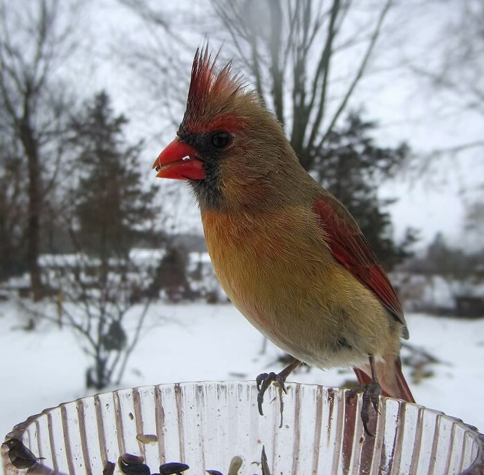 Bird Photography In Backyard By Ostdrossel