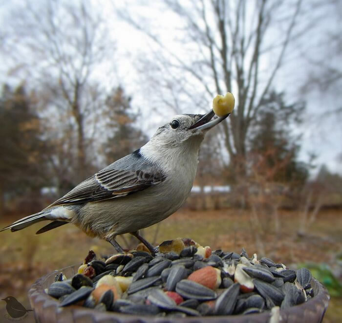 Bird Photography In Backyard By Ostdrossel