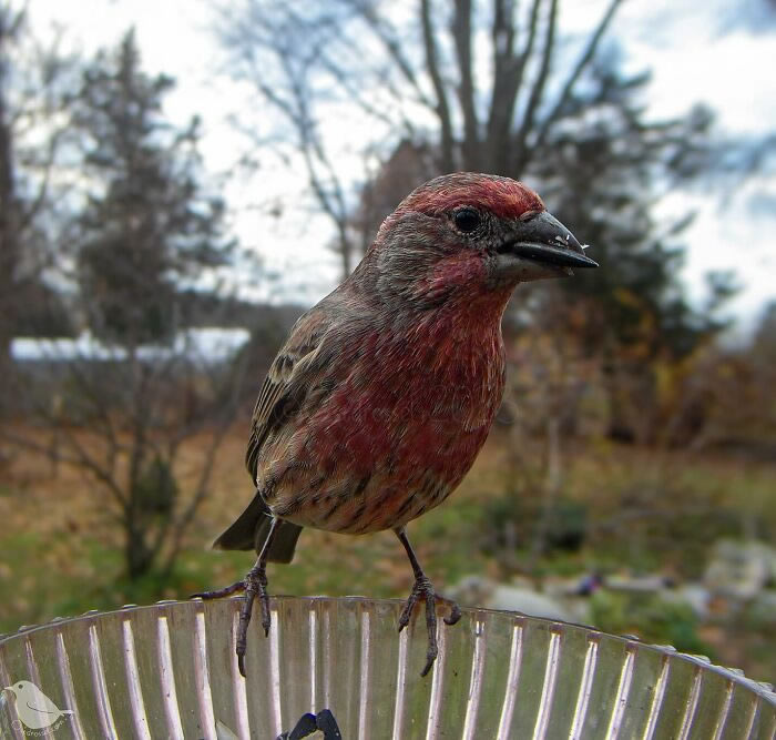 Bird Photography In Backyard By Ostdrossel