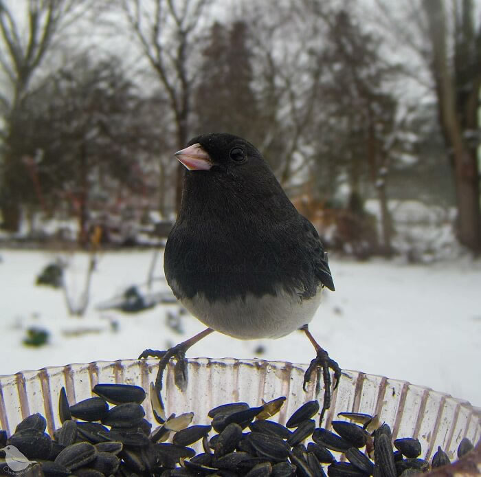 Bird Photography In Backyard By Ostdrossel