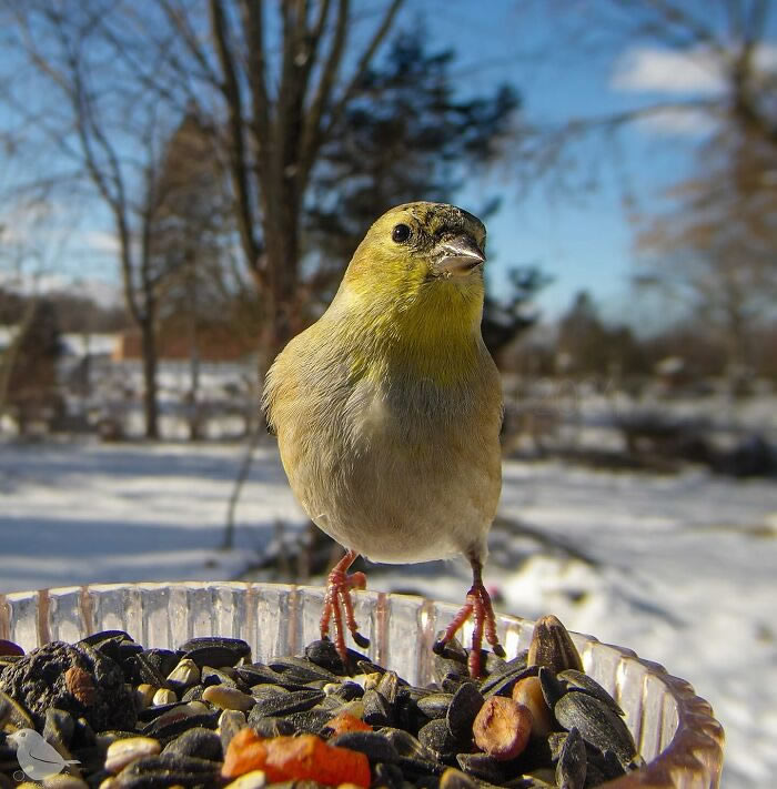 Bird Photography In Backyard By Ostdrossel