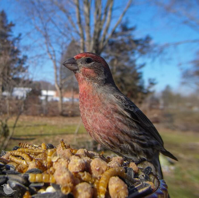 Bird Photography In Backyard By Ostdrossel