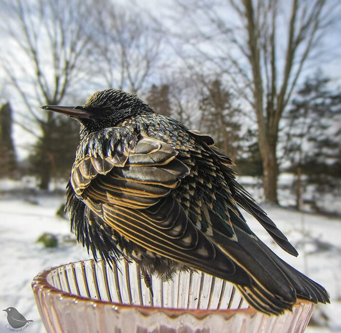 Bird Photography In Backyard By Ostdrossel