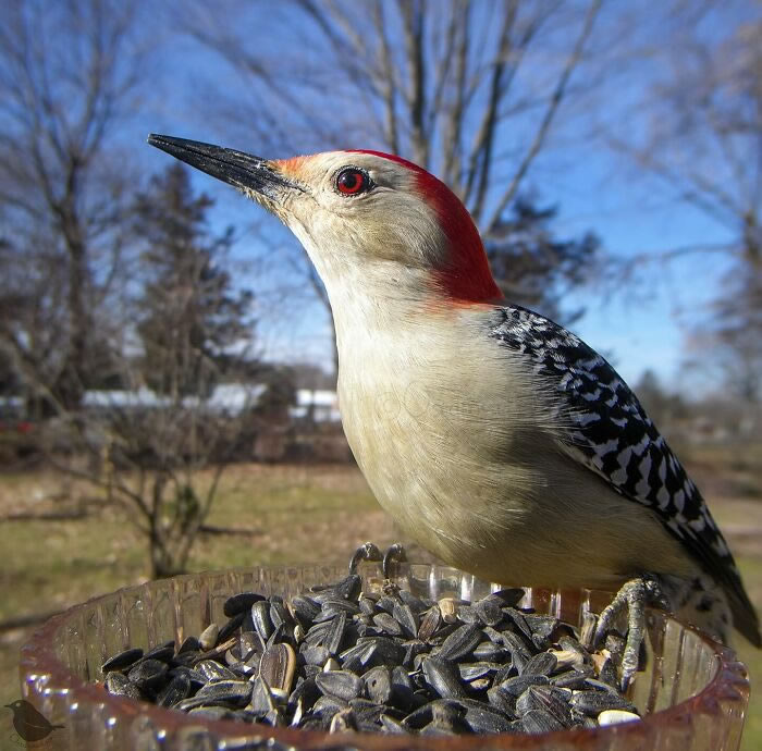 Bird Photography In Backyard By Ostdrossel