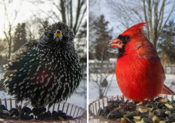 Bird Photography In Backyard By Ostdrossel