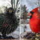 Bird Photography In Backyard By Ostdrossel