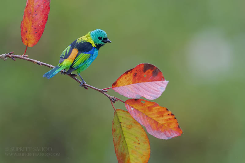 Bird Photos Of Brazilian Atlantic Forests By Supreet Sahoo