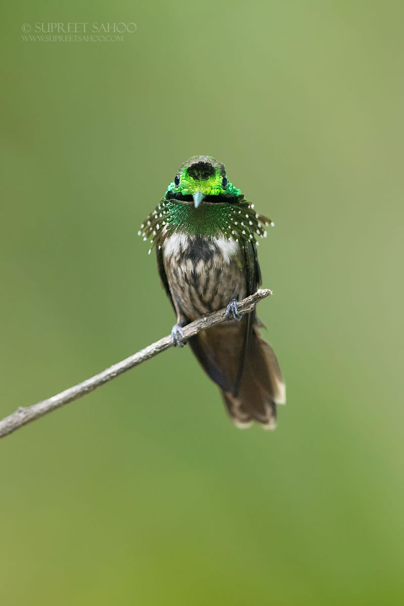 Bird Photos Of Brazilian Atlantic Forests By Supreet Sahoo