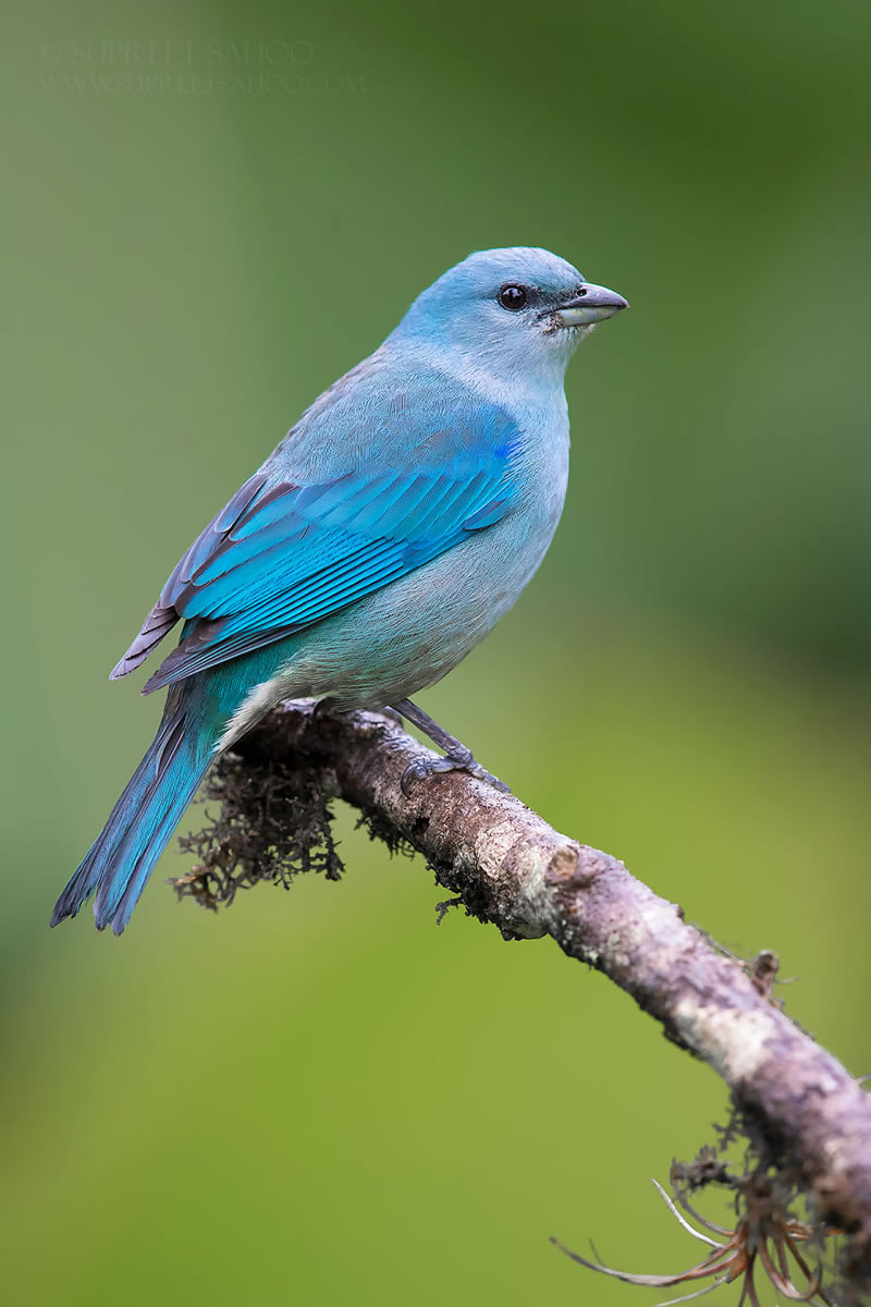 Bird Photos Of Brazilian Atlantic Forests By Supreet Sahoo