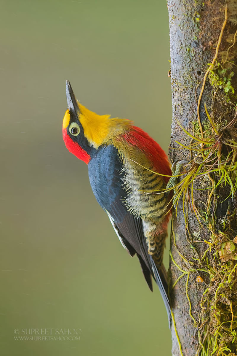 Bird Photos Of Brazilian Atlantic Forests By Supreet Sahoo