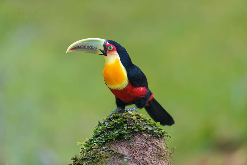 Bird Photos Of Brazilian Atlantic Forests By Supreet Sahoo