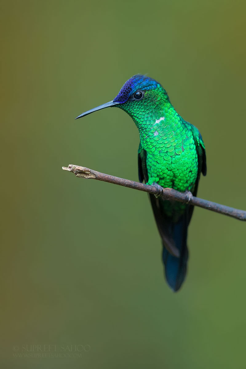 Bird Photos Of Brazilian Atlantic Forests By Supreet Sahoo